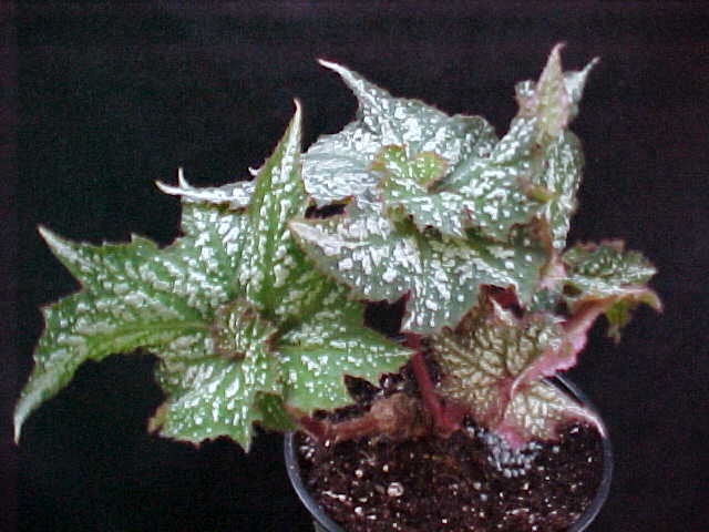 B. ‘Deco Dervish’
